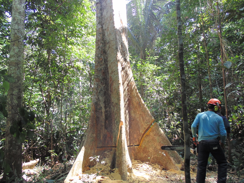 Corte direcionado de Apuleia leiocarpa