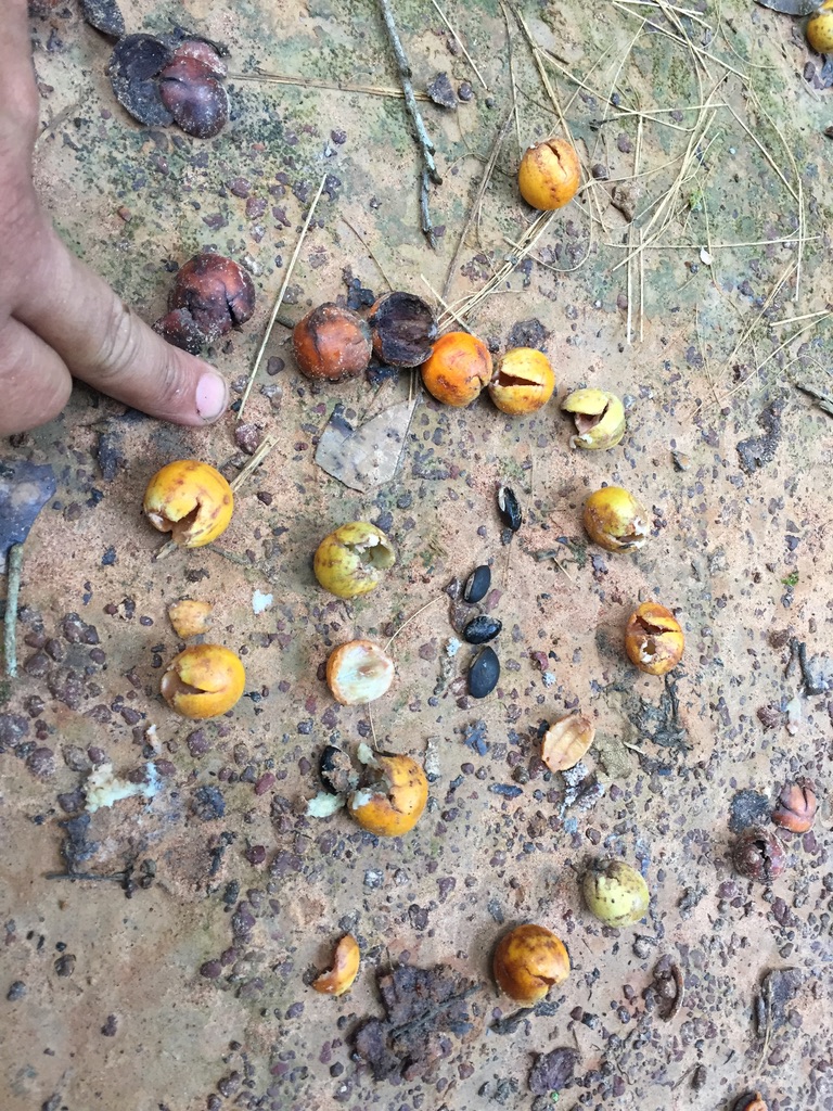 Alguns frutos de Manilkara inundata sob o solo
