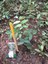 Muda plantada de Dipteryx odorata