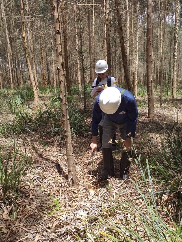 Avaliação de cancro em Eucalyptus benthamii.