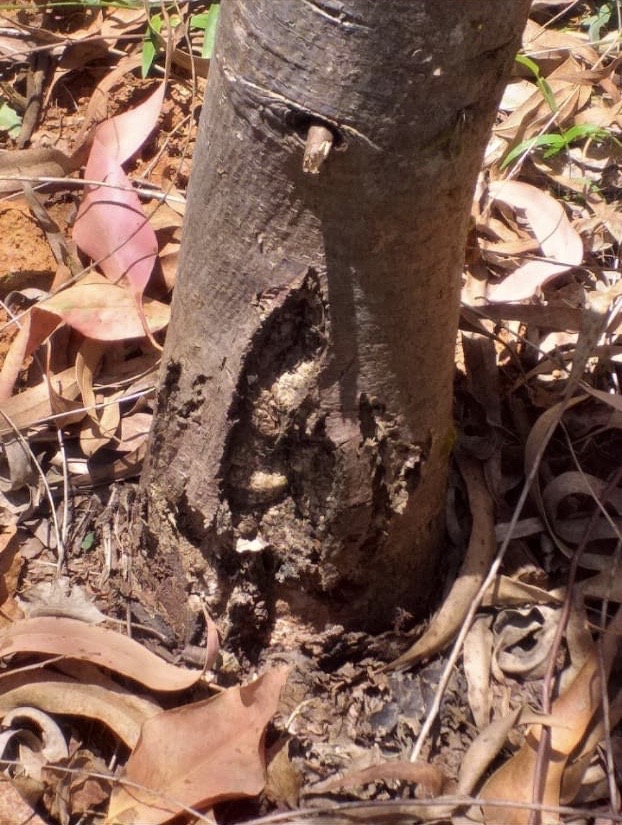 Cancro em Eucalyptus benthamii