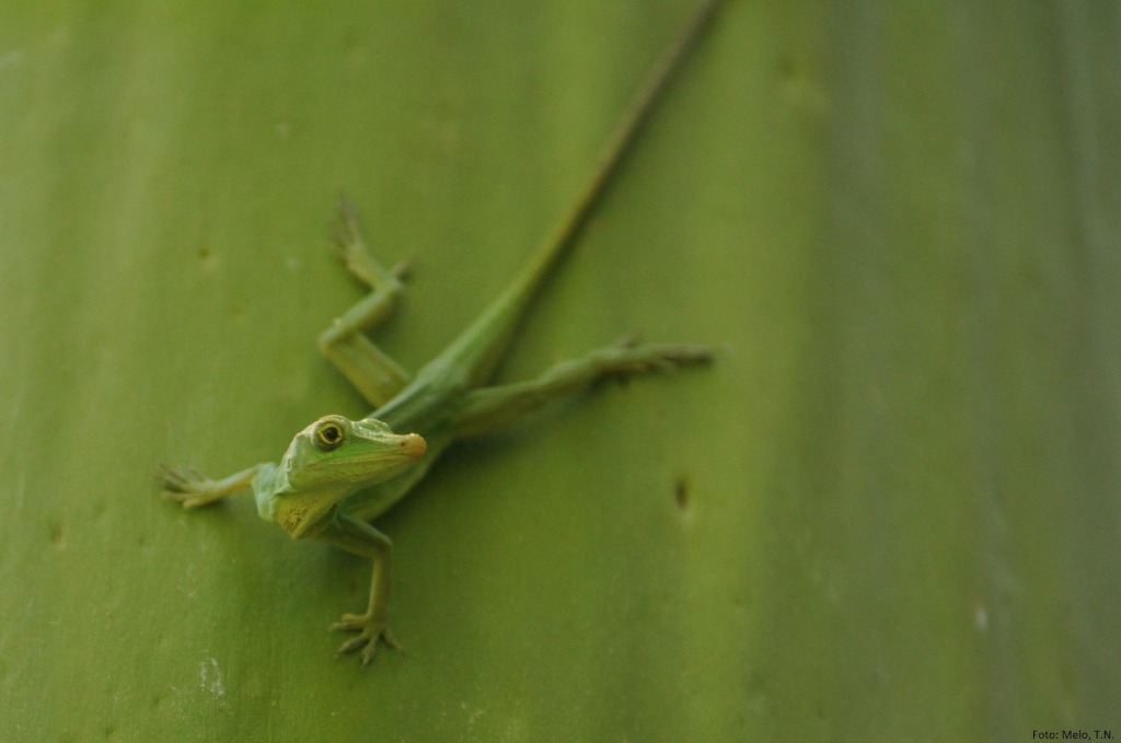 anolis-punctulatus004_fec_senador-guiomard-ac.jpeg