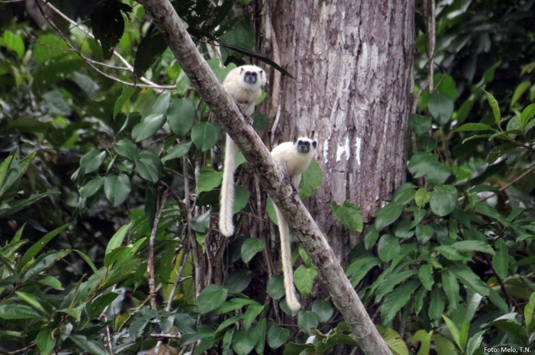 saguinus-weddellii-melanoleucus001_cruzeiro-do-sul-ac_22768840254_o.jpeg