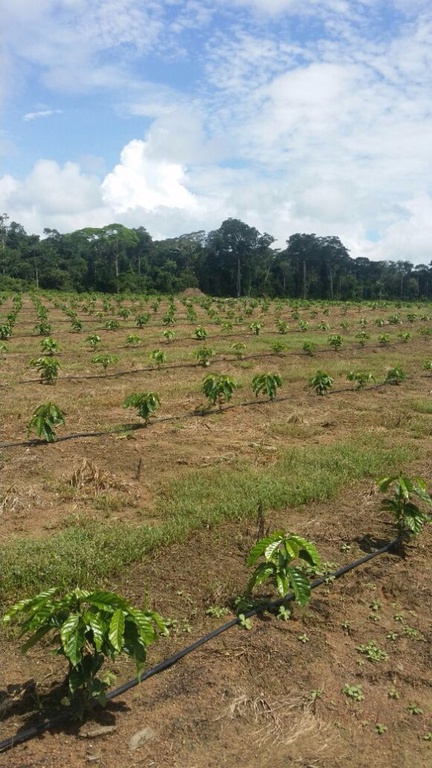 Café irrigado em Acrelândia_AC.jpg