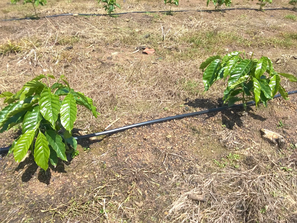 Café irrigado em fase de desenvolvimento.jpg