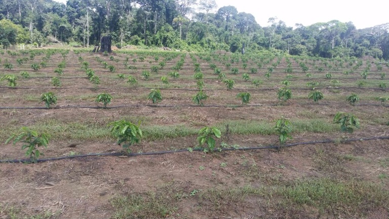 Café irrigado por gotejamento_Acrelândia_AC.jpg