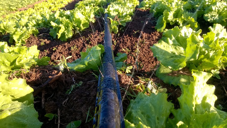 Irrigação por tubo perfurado na cultura da alface.jpg