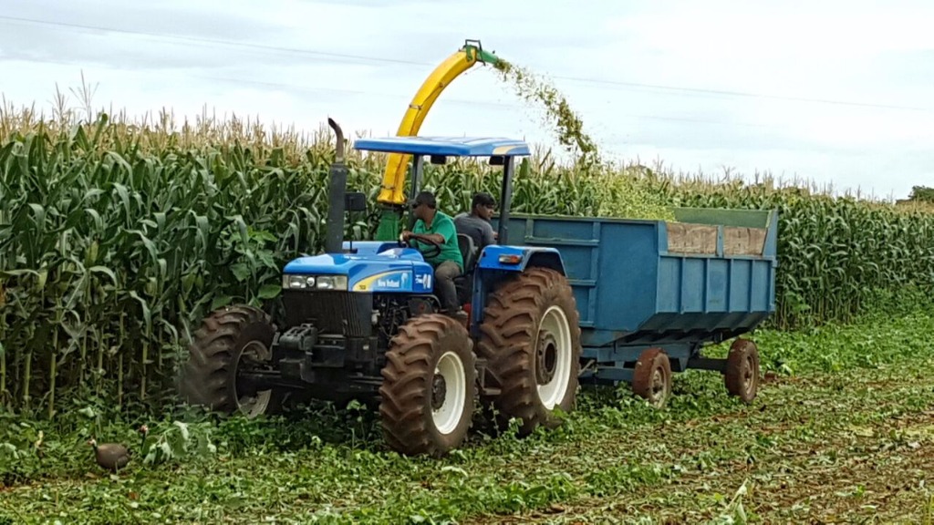 Colheita da cultura do milho para silagem.jpg