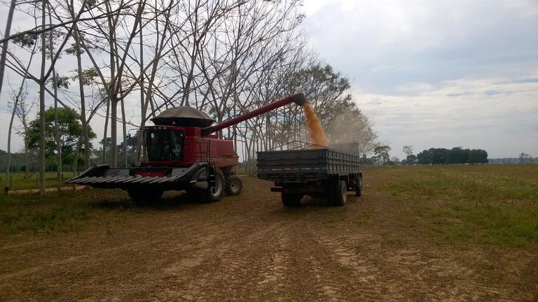 Visita a época de colheita de milho na região de Epitaciolândia_AC.jpg