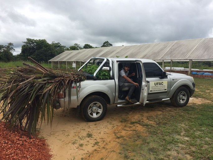 Projetos implantam banco forrageiro em Mâncio Lima Projetos implantam banco forrageiro em Mâncio Lima
