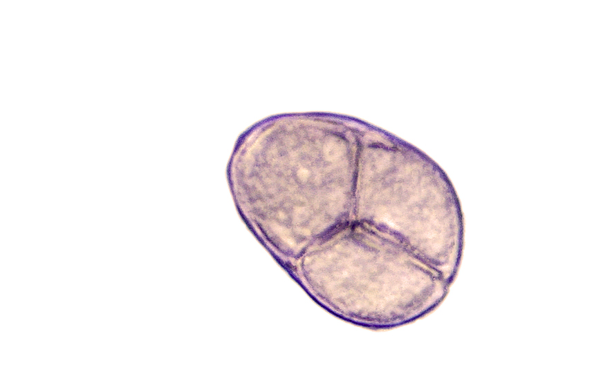 Mimosa_adenophylla.jpg