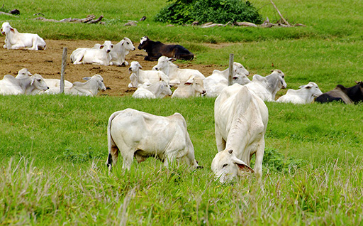 A criação de gado é destaque na economia do estado do Acre. Hoje o estado oferece grande incentivo à suinocultura, avicultura, piscicultura, ovinocultura e à pecuária leiteira