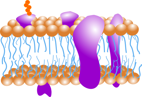 Modelo de mosaico fluído