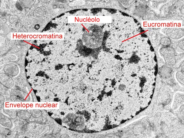 Eucromatina e Heterocromatina