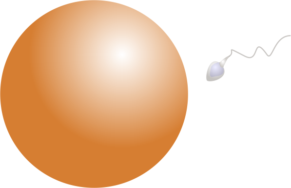 Óvulos e espermatozóides