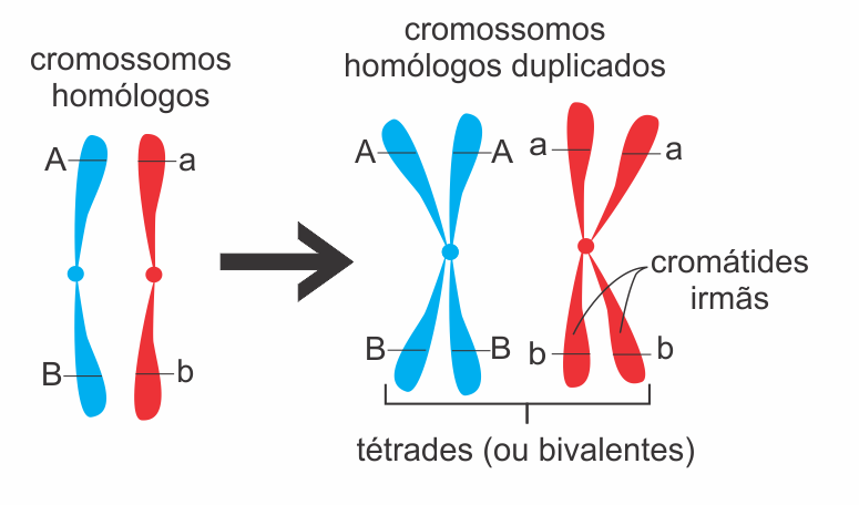 Informação genética amplificada