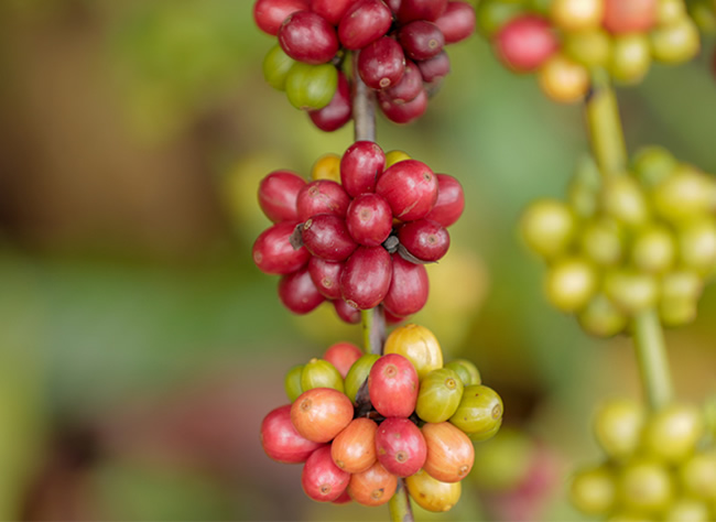 Campus Floresta da Ufac expõe cultivares de café clonal
