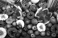 Campus Floresta sedia evento sobre homeopatia na agropecuária