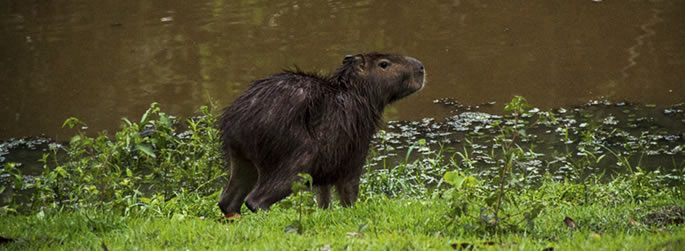 Capivaras chamam atenção nos lagos da Ufac