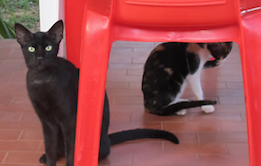 Comunicado sobre o atendimento clínico a cães e gatos