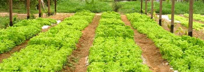 Embrapa realiza seminário de iniciação científica com palestras e minicursos