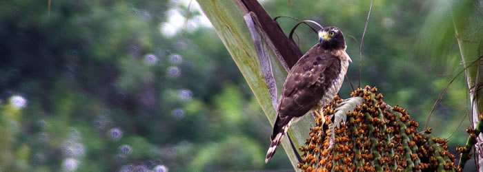 Gavião-carijó desperta a curiosidade de alunos e visitantes da Ufac