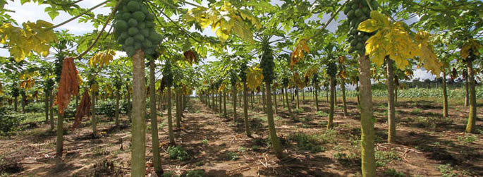 Projeto desenvolvido pelo Núcleo de Agroecologia do Vale do Juruá adquire livros para biblioteca do campus Floresta