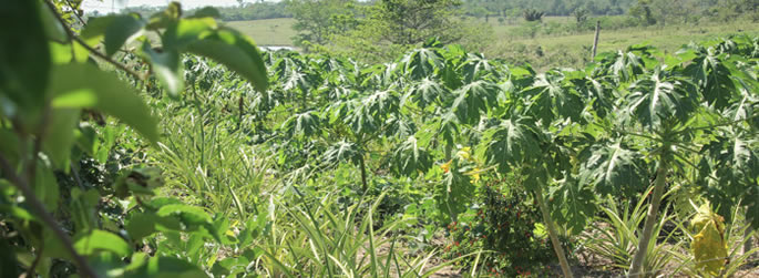 Ufac lança edital para doutorado em Produção Vegetal