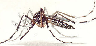 Ufac promove ação anti-zika em Cruzeiro do Sul