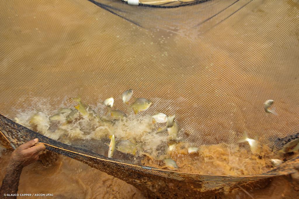 Ufac realiza soltura de alevinos