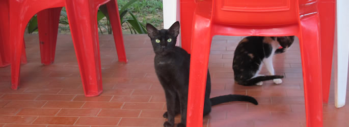 Ufac vai oferecer atendimento veterinário para cães e gatos